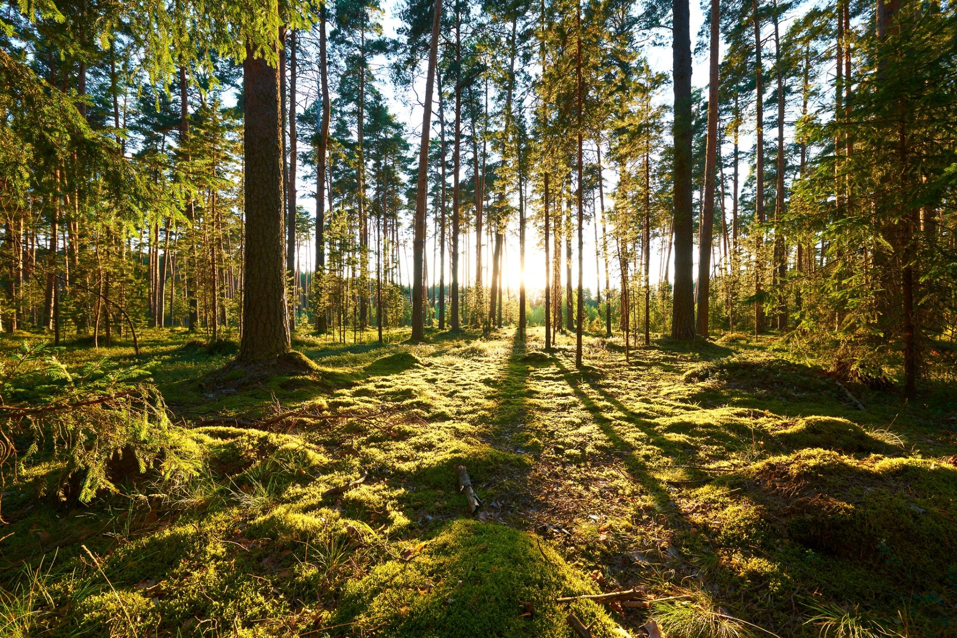 sol lyser genom skog